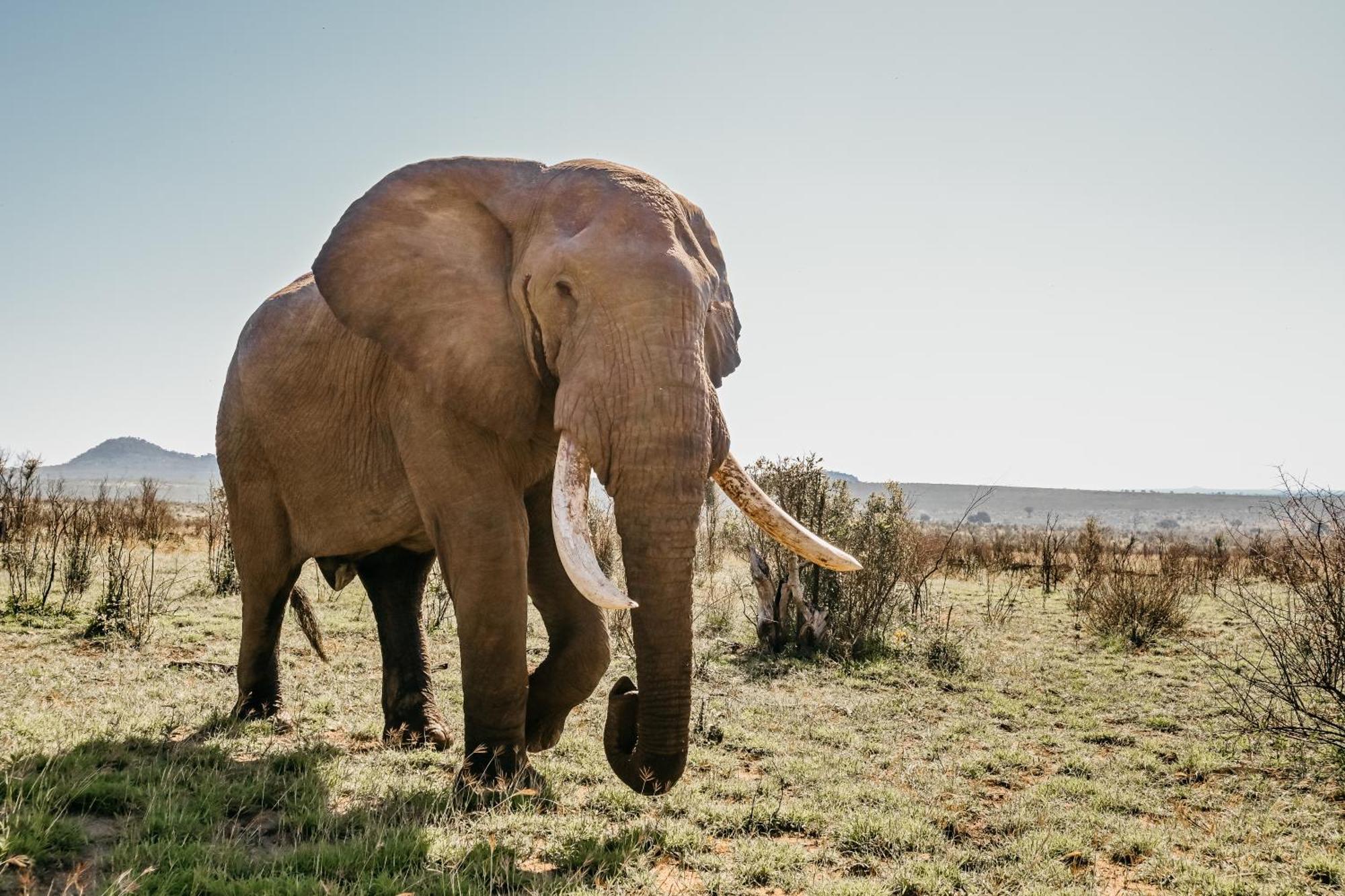 Mdluli Safari Lodge هازيفيو المظهر الخارجي الصورة