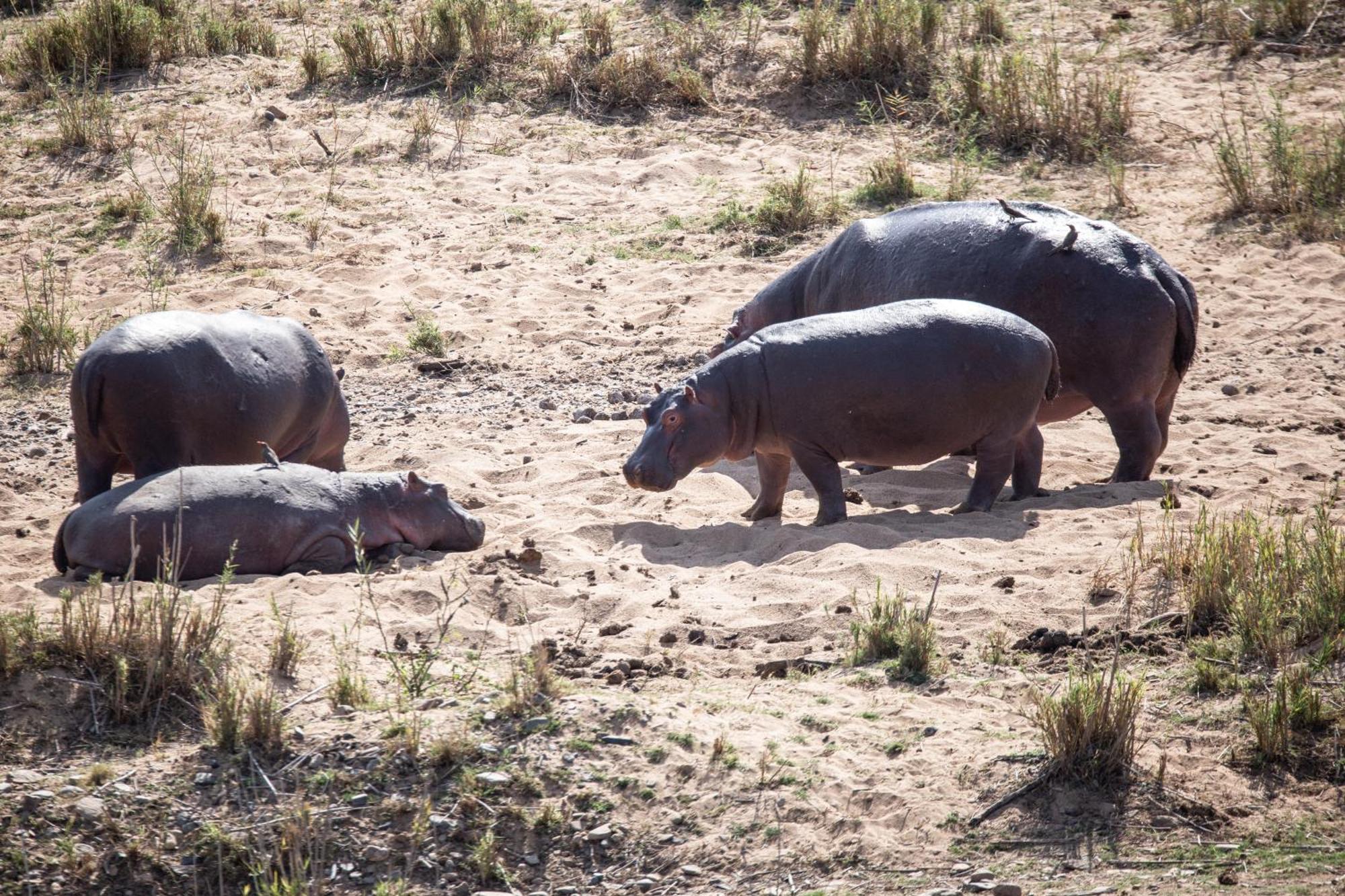 Mdluli Safari Lodge هازيفيو المظهر الخارجي الصورة