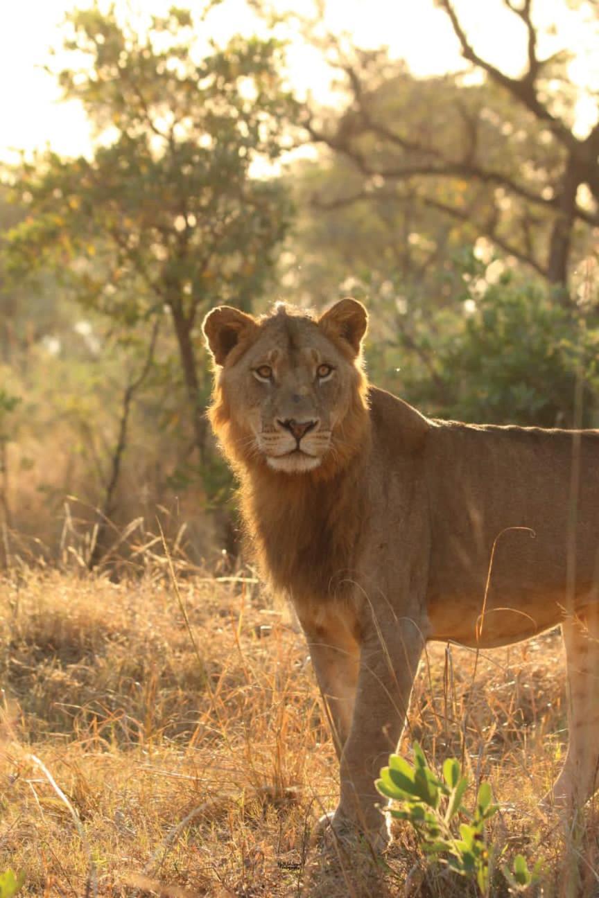 Mdluli Safari Lodge هازيفيو المظهر الخارجي الصورة