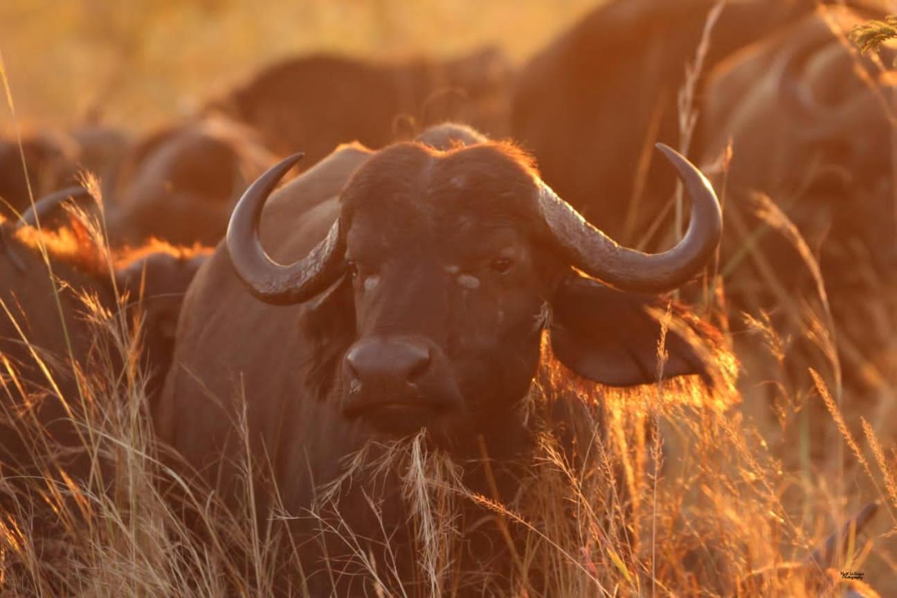 Mdluli Safari Lodge هازيفيو المظهر الخارجي الصورة